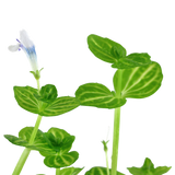 Lindernia rotundifolia (Tropica)