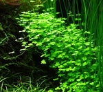 Hydrocotyle tripartita 'Japan' Mat (2x2 Inch Squares)