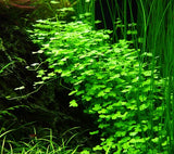 Hydrocotyle tripartita 'Japan' Mat (2x2 Inch Squares)