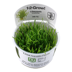 Lilaeopsis brasiliensis 'Micro Sword' 1-2-Grow!