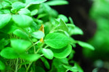 Lobelia cardinalis 'Mini'