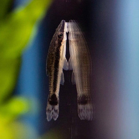 Otocinclus Catfish (Otocinclus sp.)