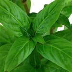 Staurogyne repens (10 STEMS) LOW-TEK CARPET