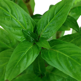 Staurogyne repens (10 STEMS) LOW-TEK CARPET
