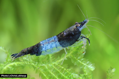 Blue Rili Sakura Shrimp (Neocaridina davidi)