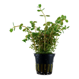 Rotala rotundifolia (Tropica)
