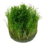 Taxiphyllum 'Spiky Moss' 1-2-Grow!
