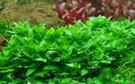 Staurogyne repens (10 STEMS) LOW-TEK CARPET