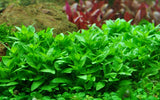 Staurogyne repens (10 STEMS) LOW-TEK CARPET