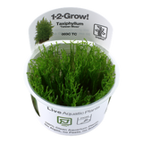 Taxiphyllum 'Taiwan Moss' 1-2-Grow!