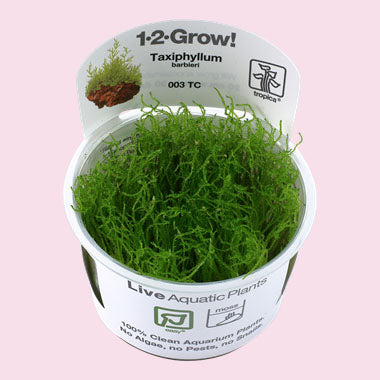 Taxiphyllum barbieri 'Java Moss' 1-2-Grow!
