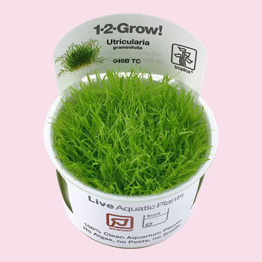 Utricularia graminifolia 1-2-Grow!