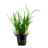 Microsorum pteropus 'Java Fern Trident'